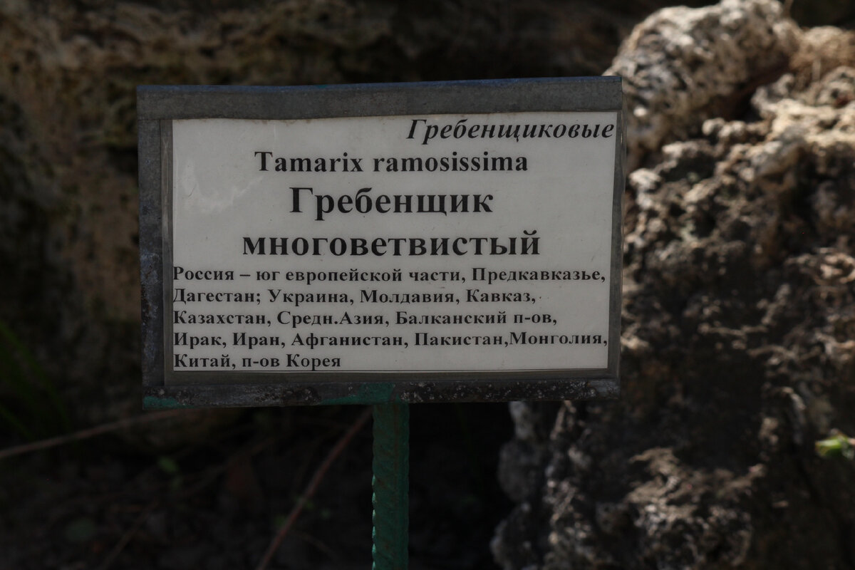 Выглядело это примерно так. Фотографии из Ботсада)