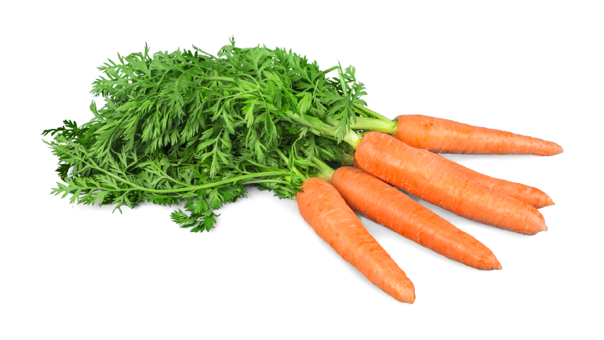 Морковь отварная состав. Морковь семейство. Морковь вареная. Морковь изолированная. Морковь история происхождения.