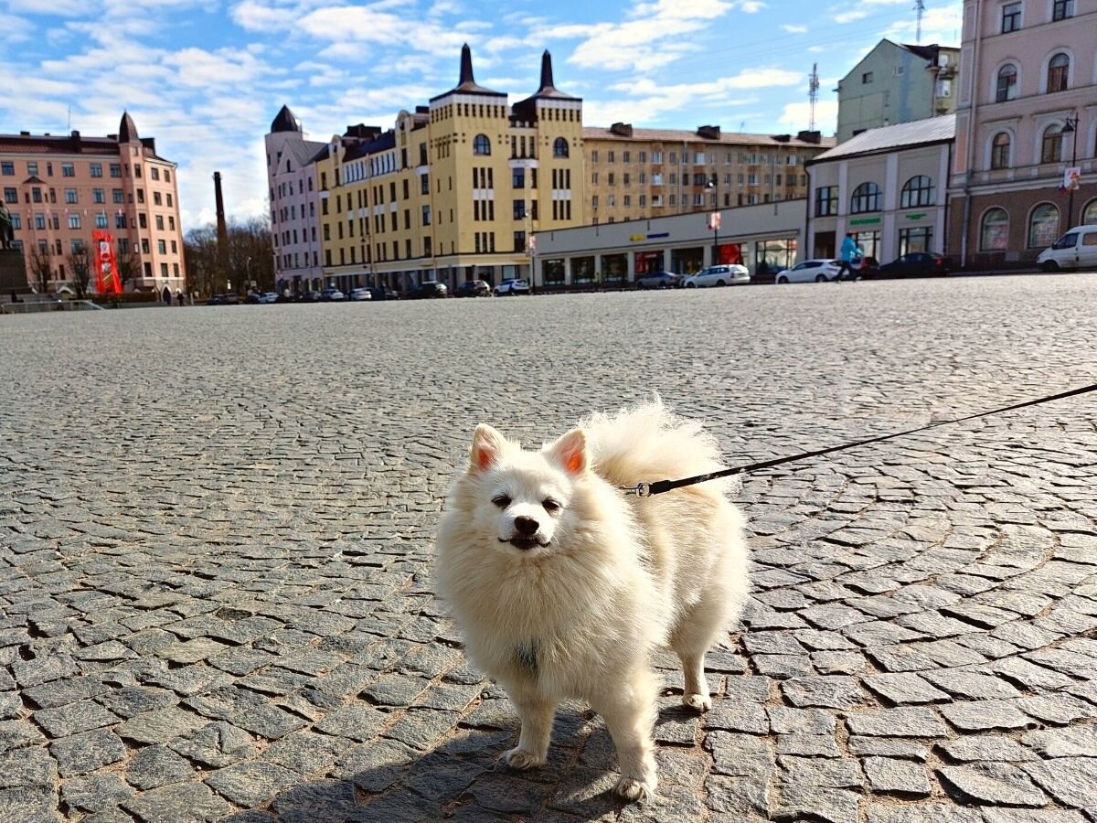 Бруно на Красной площади в Выборге