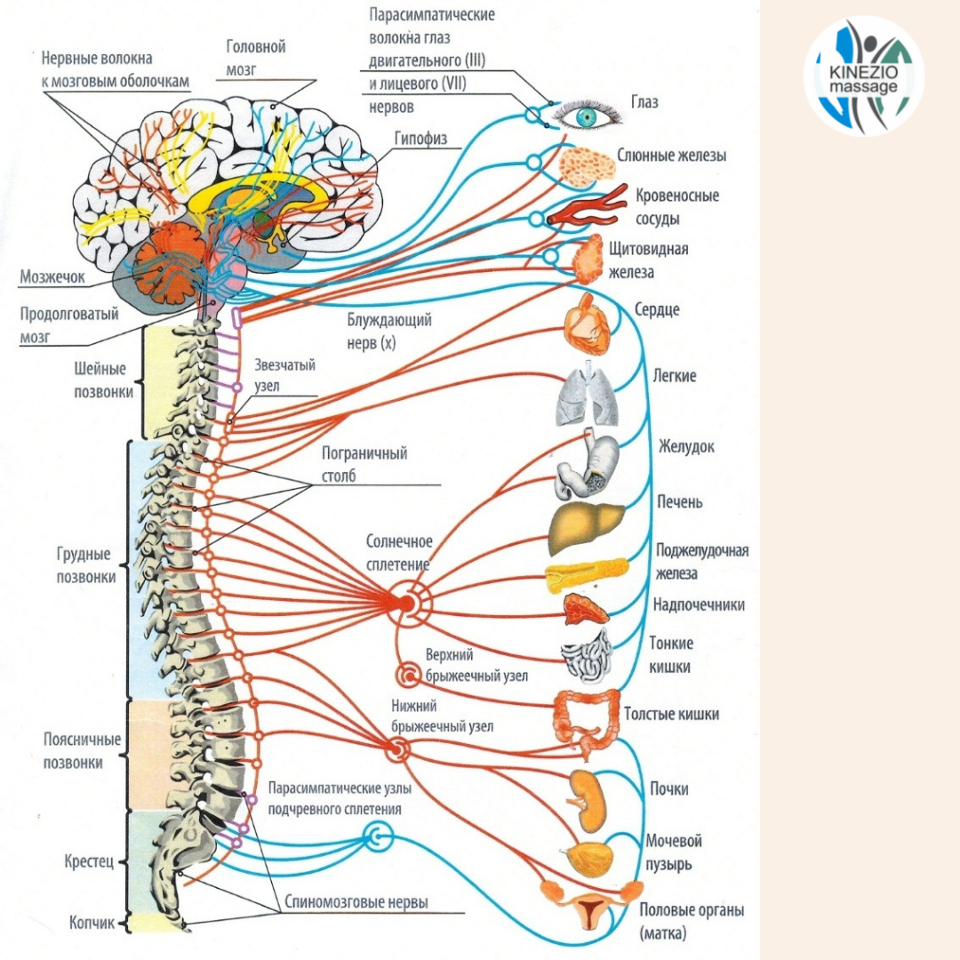 Восстановление вегетативной системы. Иннервация нервов позвоночника схема. Схема иннервации вегетативной нервной системы. Схема иннервации внутренних органов спинным мозгом. Схема иннервации Корешков спинного мозга.