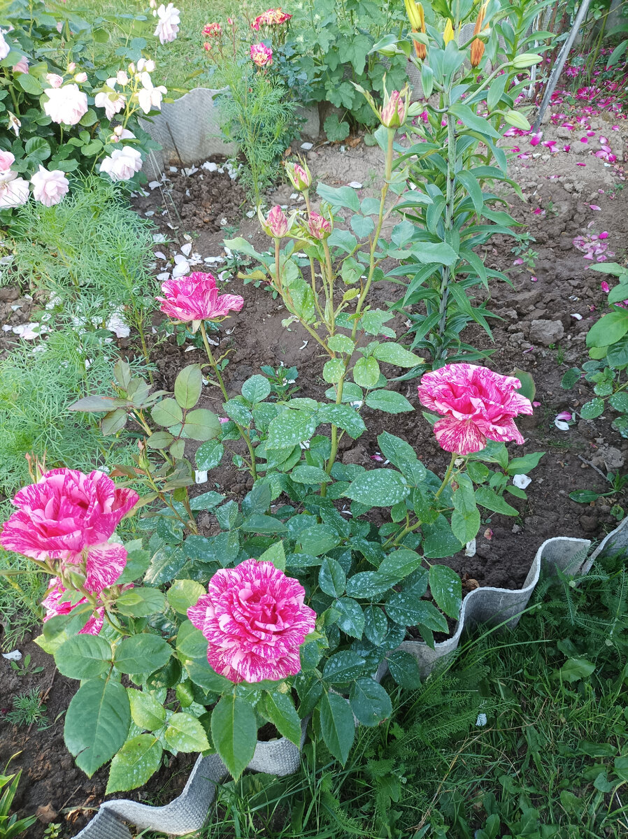 Пинк Интуишнл