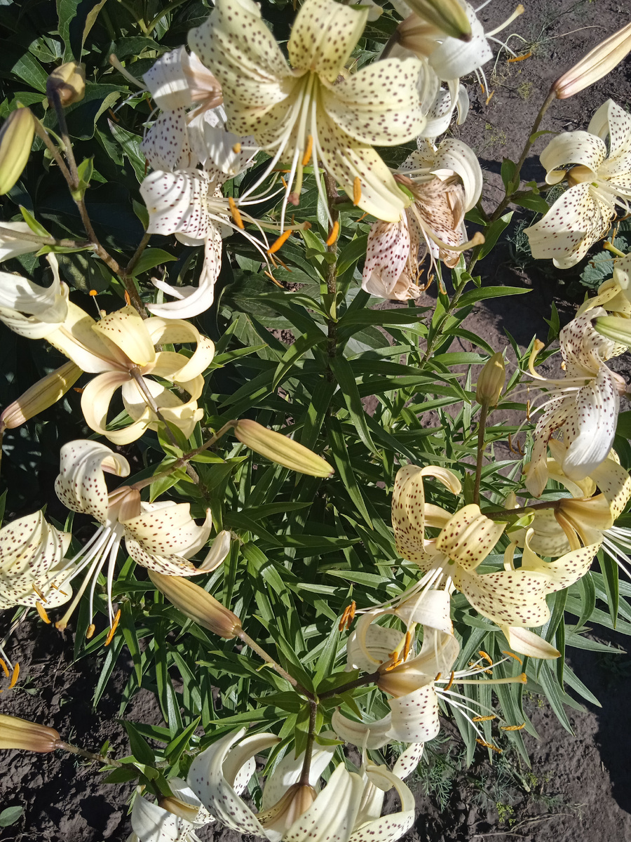 Фото автора. 