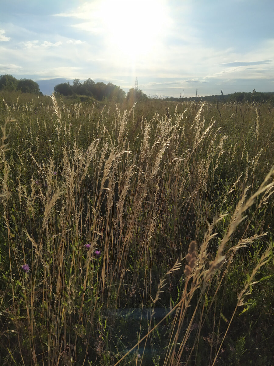 Поле. Фото автора