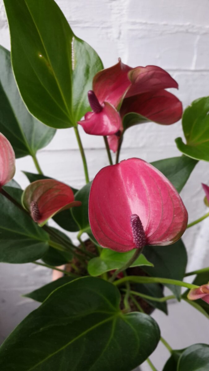 Антуриум сиреневый Сирано. 