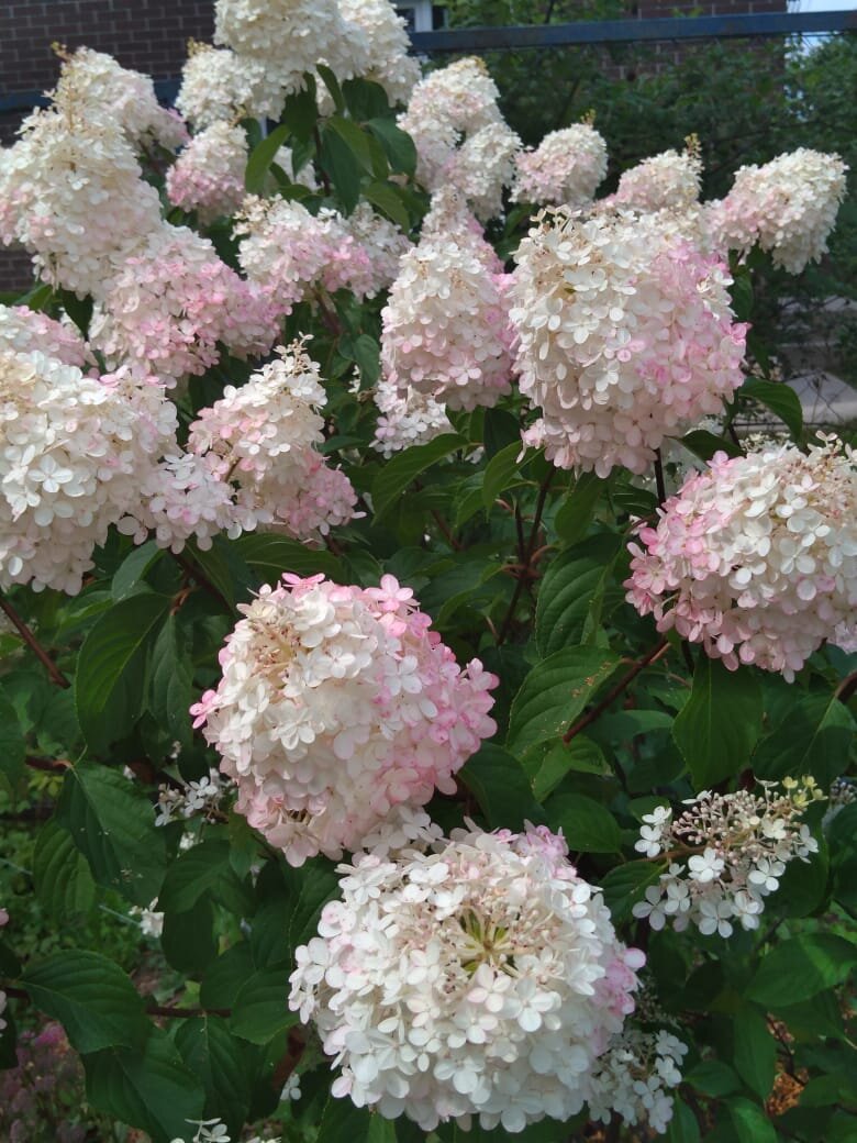 Тот же куст 2022 год.