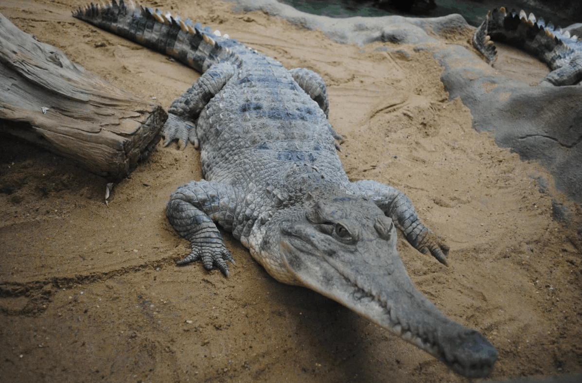 Топ 7 самых маленьких крокодилов в мире | О животных | Дзен