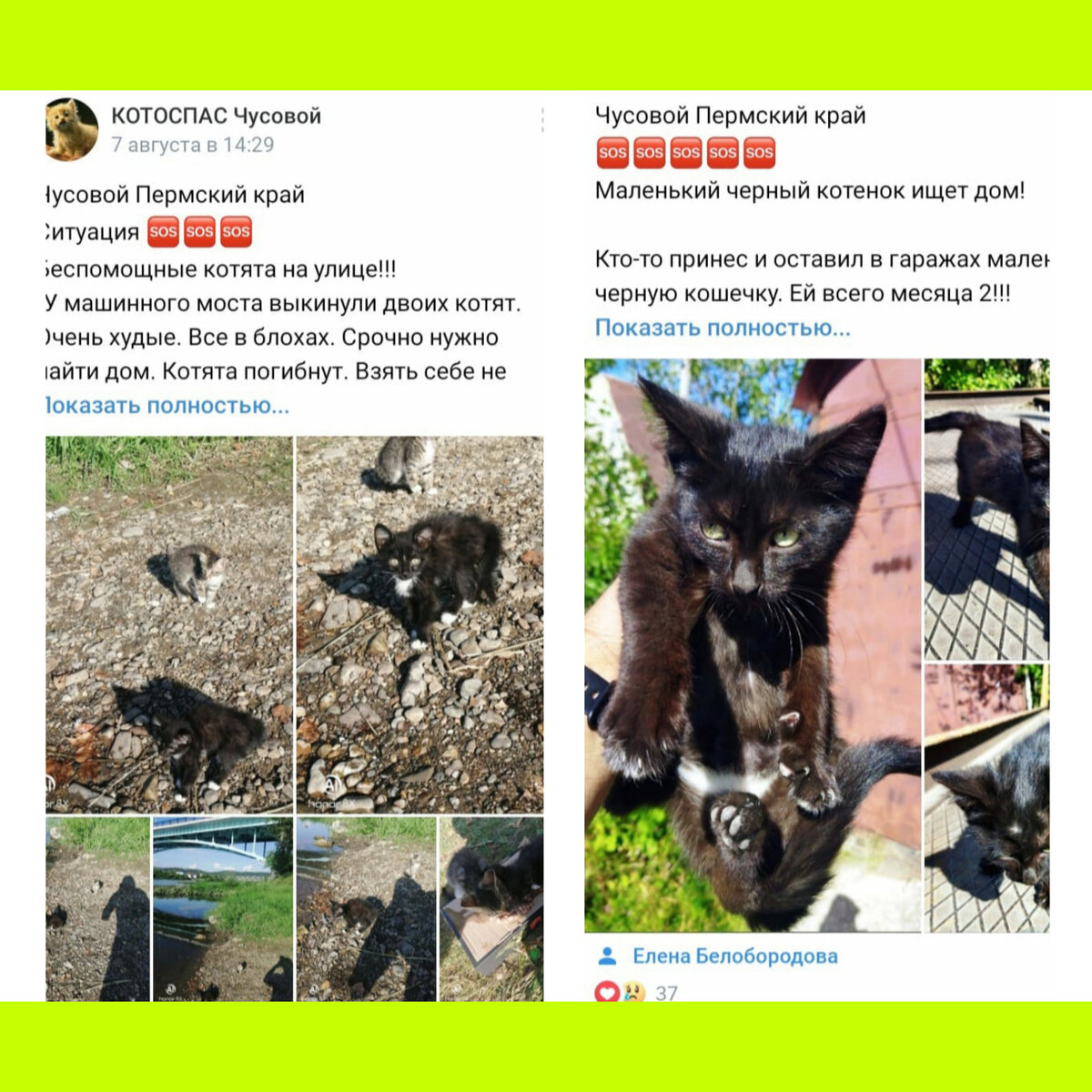 Такие объявления регулярно появляются в нашей группе Котоспас Чусовой ВК.