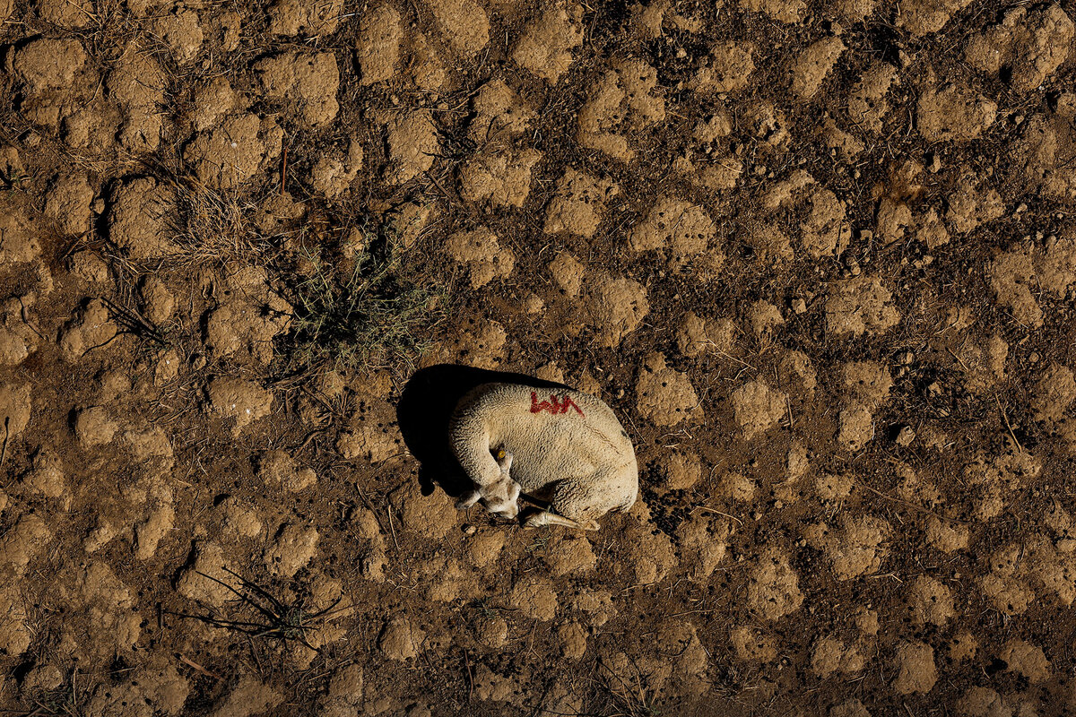 Овца лежит на высохшем дне реки Гвадиана, Вильярта-де-лос-Монтес, Испания, ...
