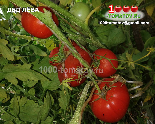 Томат Дед Лёва ФОТО 2
