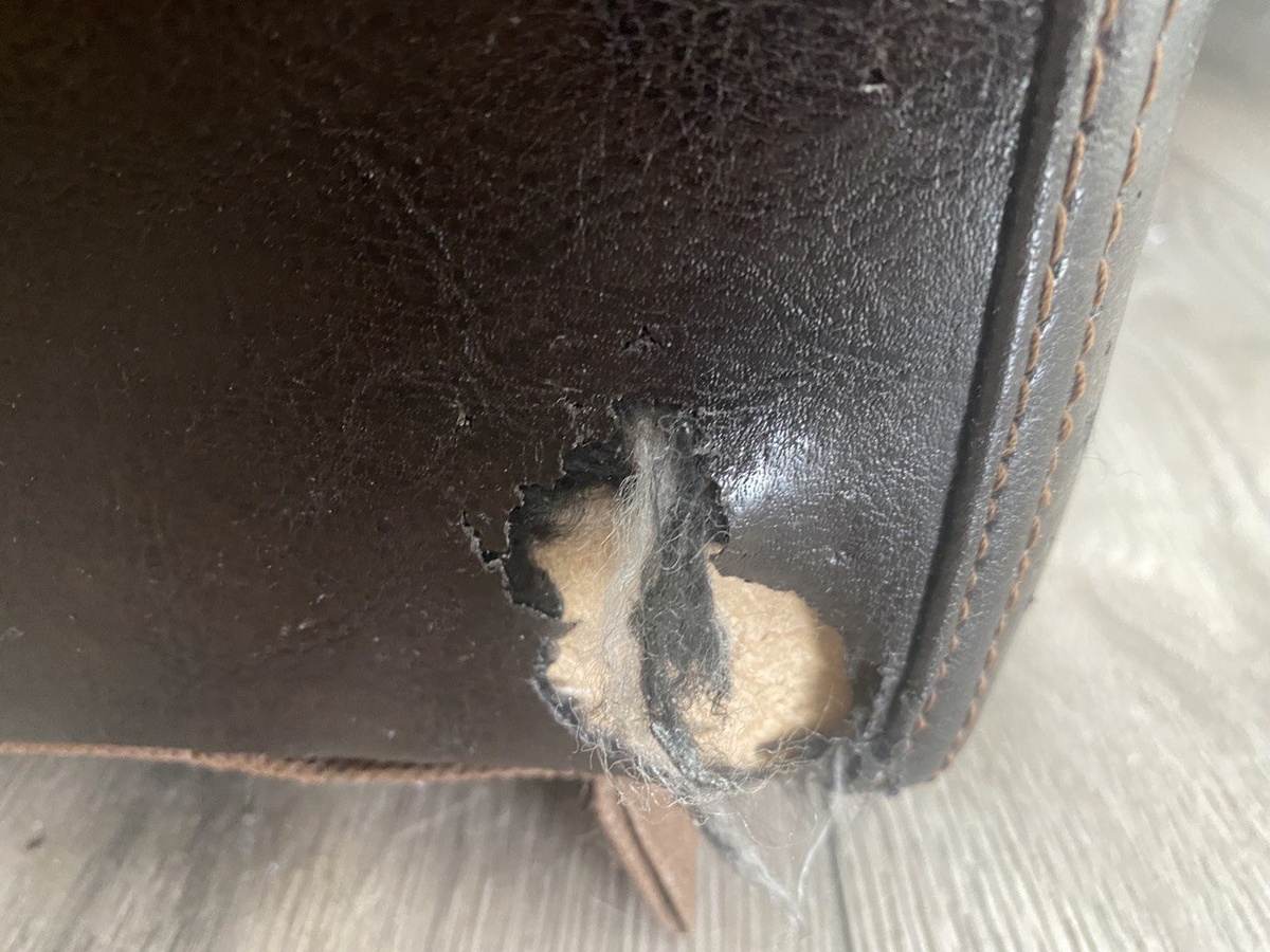 Сэм прогрыз  обшивку дивана