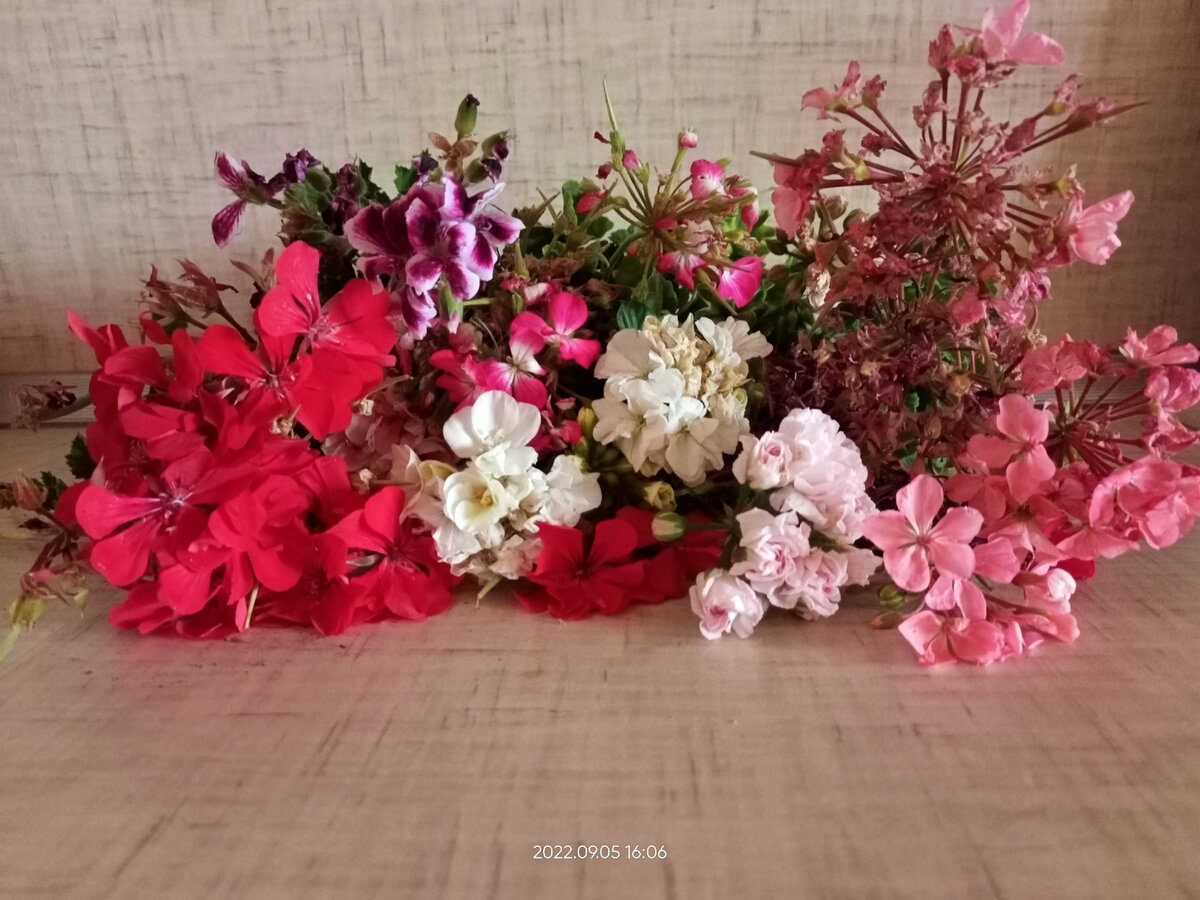 Будущие черенки