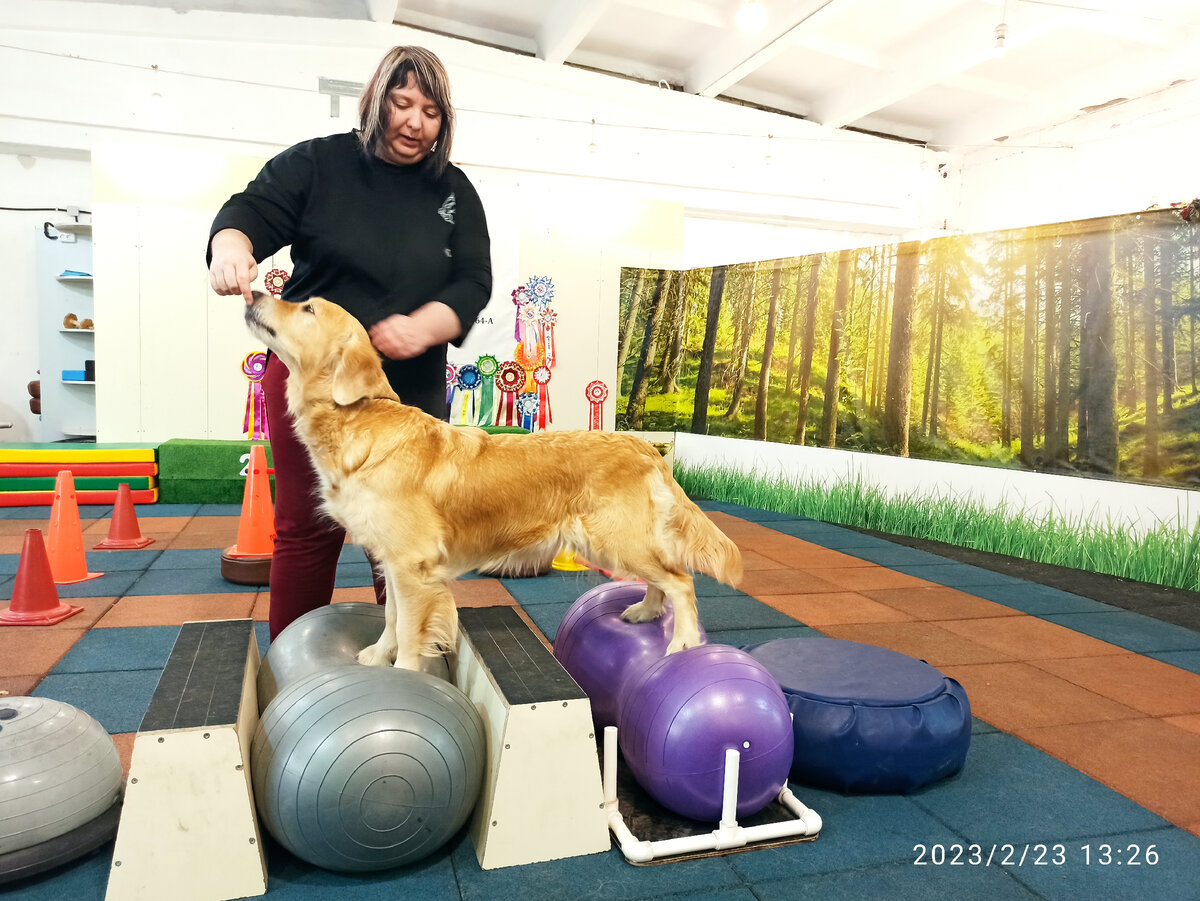 Ляля ловит равновесие — укрепляет лапы на надувных мячах