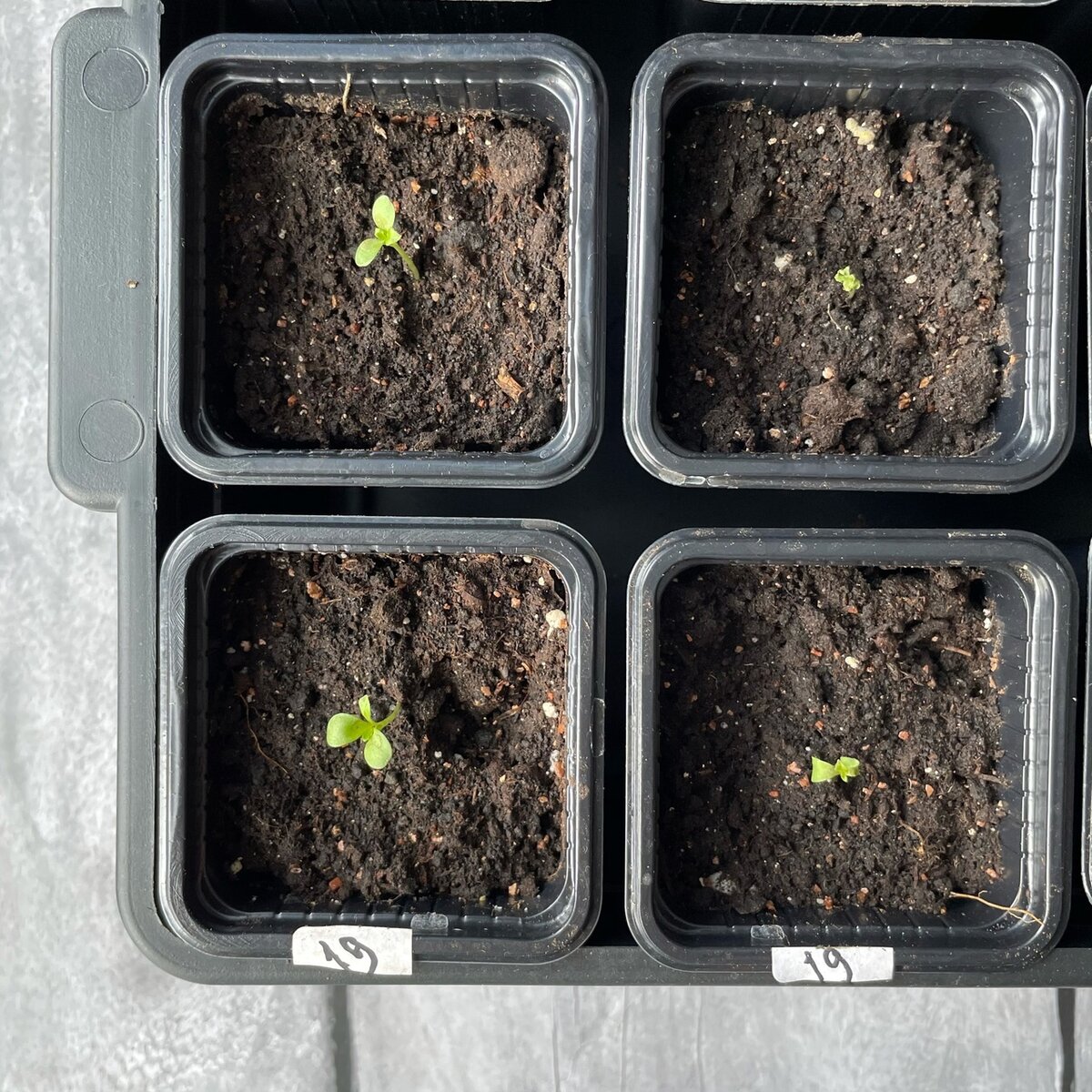 как сажать астры на рассаду из семян