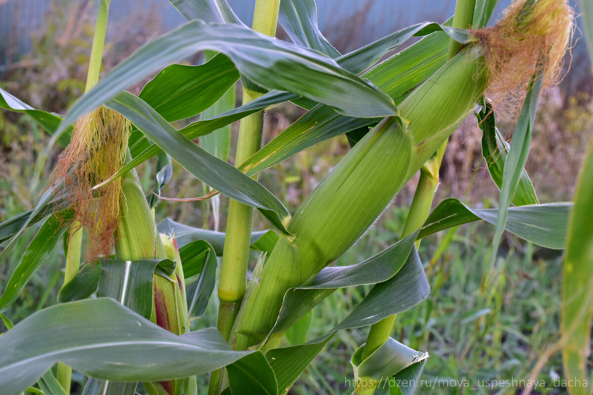 В каком месяце сажают кукурузу