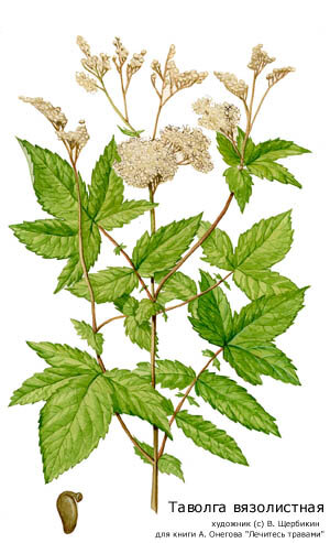 Так выглядит таволга (источник фото google.com)