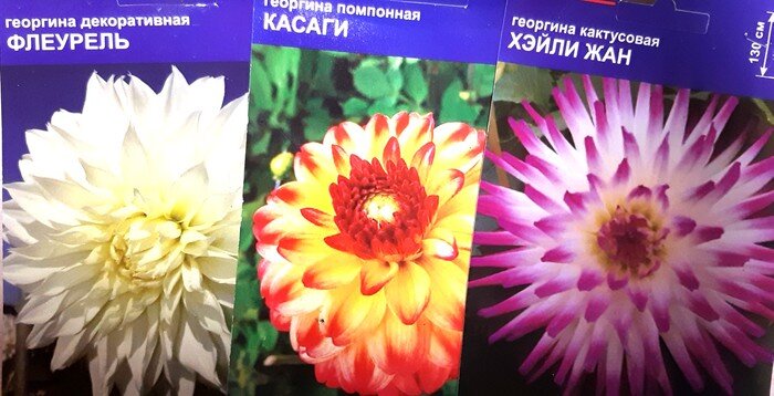георгины