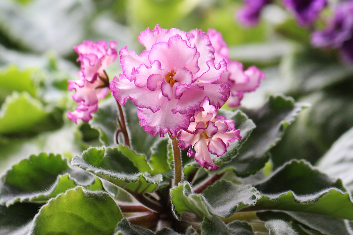 розовая махровая фиалка