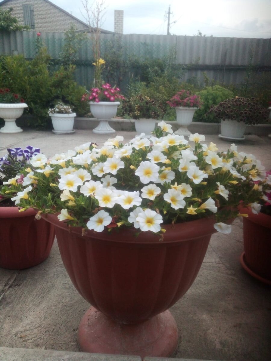 Калибрахоа Million bells butter, начало июня и пока не разрослась (из личного архива)