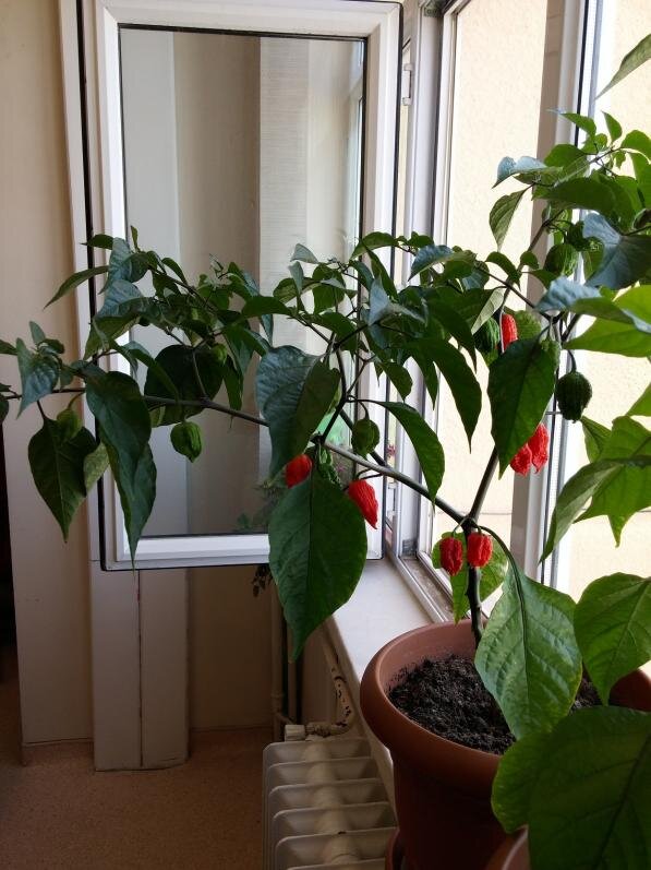 Куст  "Carolina Reaper"