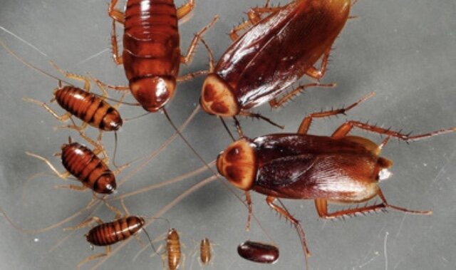 Три совета как избавиться от тараканов раз и навсегда

Эти советы как избавиться от тараканов в квартире мы даем как эксперты, как профессионалы, которые занимаются разработкой и производством средств от тараканов уже более 20 лет. А еще можно посмотреть отзывы наших покупателей, чтобы рассмотреть нашу продукцию (весь каталог) со стороны простых людей. Купить средства от тараканов Дохлокс - самые мощные яды Совет первый: Не вызывайте «СЭС» или «дезслужбу», делайте все сами

во-первых, это дешевле,
во-вторых, это проще,
в-третьих, после некоторых из так называемых «дезслужб» тараканов становится в разы больше…
Совет второй: Покупайте фирменные средства в достаточном количестве
во-первых, в многоквартирных домах тараканы живут не только в вашей квартире, но и в соседних,
во-вторых, маленькое количество отравы просто не сможет убить всех ваших насекомых,
в-третьих, количество отравы должно хватить на всех тараканов, и на ваших и на соседских…
Совет третий: После первой «ударной» обработки не поленитесь, и через пару недель сделайте вторую обработку «легкую» небольшим количеством средств
во-первых, даже если тараканы пропали сразу после первой обработки, это не значит, что вы вывели их окончательно, из яиц могли вылупиться новые особи, которые могут придти к вам снова,
во-вторых, тараканы перемещаются из квартиры в квартиру и может быть некоторые из них ещё не побывали в гостях у вас,
в-третьих, профилактические мероприятия гораздо экономичнее противо-эпидемических…
Плакат вопросы 6 - Три совета как избавиться от тараканов раз и навсегда  
 Опишите кратко проблему с тараканами
Вопрос №1

 Тараканы появились в квартире уже давно (больше месяца назад) или недавно (несколько дней, недель)?
35 - Три совета как избавиться от тараканов раз и навсегда	36 - Три совета как избавиться от тараканов раз и навсегда
Если тараканы появились очень давно, то по всей видимости они уже обжились в вашем доме и скорее всего поселились и у вас и у соседей. Больше того, тараканы откладывают яйца, и это тоже надо учитывать при подборе инсектицидов
Плакат Дохлокс1 - Три совета как избавиться от тараканов раз и навсегда
Описание проблемы:
тараканы в квартире появились давно
Вопрос №2

Как вы оцениваете количество тараканов, их довольно много или еще мало?

37 - Три совета как избавиться от тараканов раз и навсегда	38 - Три совета как избавиться от тараканов раз и навсегда
Вопрос о количестве тараканов принципиальный: прежде всего от этого зависит количество яда, которые должны получить насекомые, что бы его хватило для уничтожения всей популяции. Плакат Бомба - Три совета как избавиться от тараканов раз и навсегда
 Описание проблемы:
тараканы в квартире появились давно,
тараканов много
Вопрос №3

 Есть ли в квартире маленькие дети или свободно перемещающиеся домашние животные (кошки, собаки, черепашки и проч.)?
33 - Три совета как избавиться от тараканов раз и навсегда	34 - Три совета как избавиться от тараканов раз и навсегда
Все наши средства от тараканов относятся к малотоксичным для человека и домашних животных. Однако, в связи с тем, что эти средства применяются в открытом виде, и чтобы исключить всякие возможности типа «подавиться», «испачкаться» или чего доброго «отравиться» мы не рекомендуем использовать в помещениях с детьми и домашними животными такие популярные и мощные средства как «Борная Бомба» и «Борные Шарики».  Если же вы их решите использовать, ставьте их в места, недоступные для детей и домашних животных.