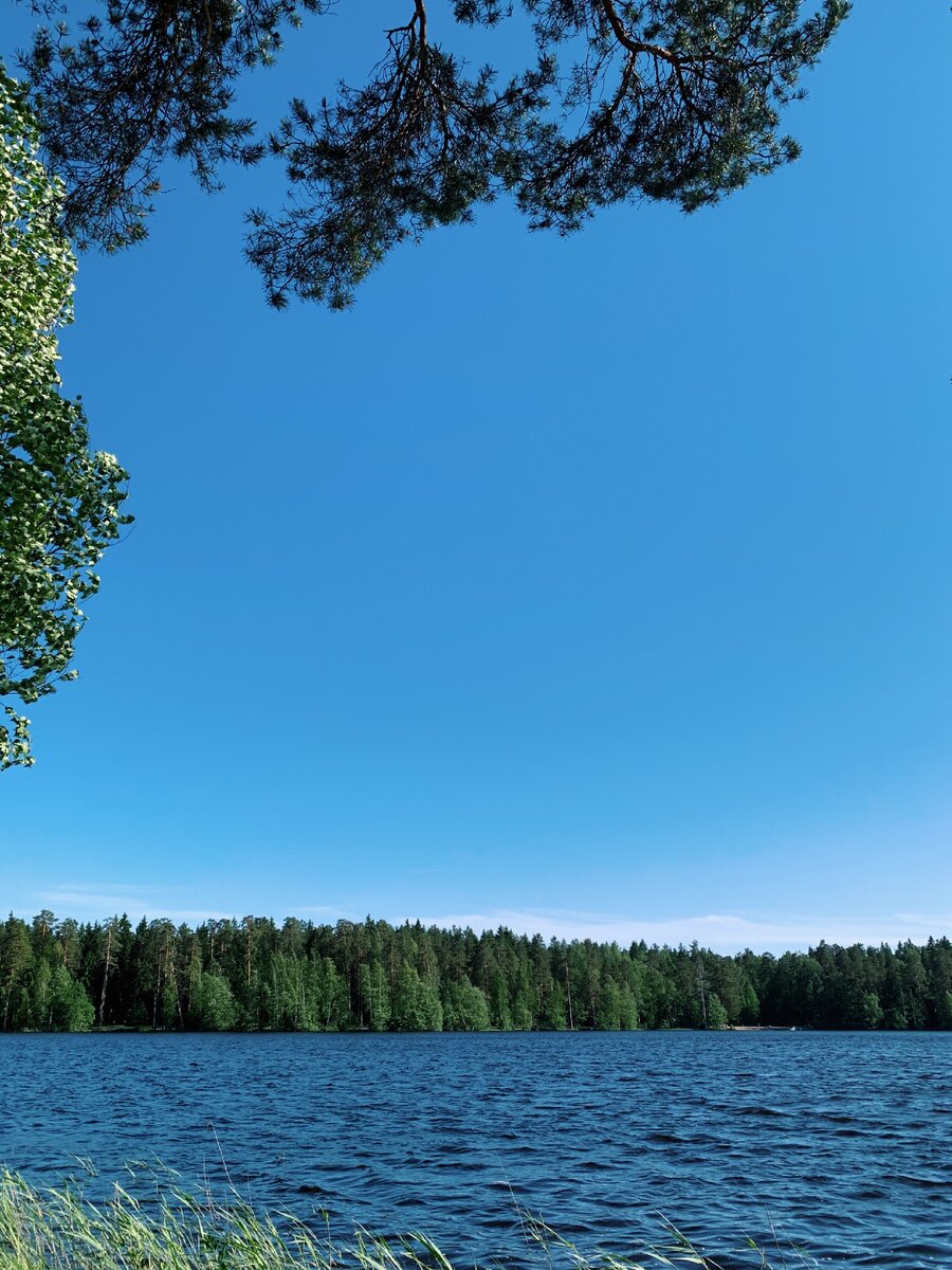 Комарово. Заказник «озеро Щучье»