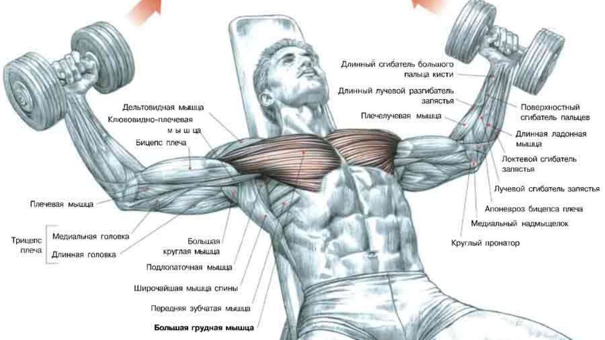 Упражнения со штангой на грудные мышцы