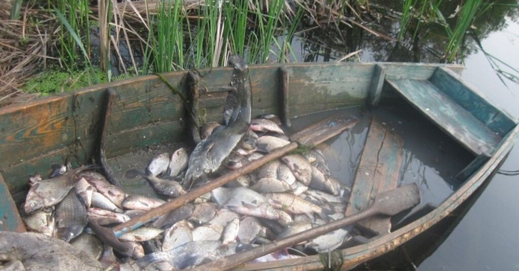 В Твери заблокировали сайт по продаже электроудочек