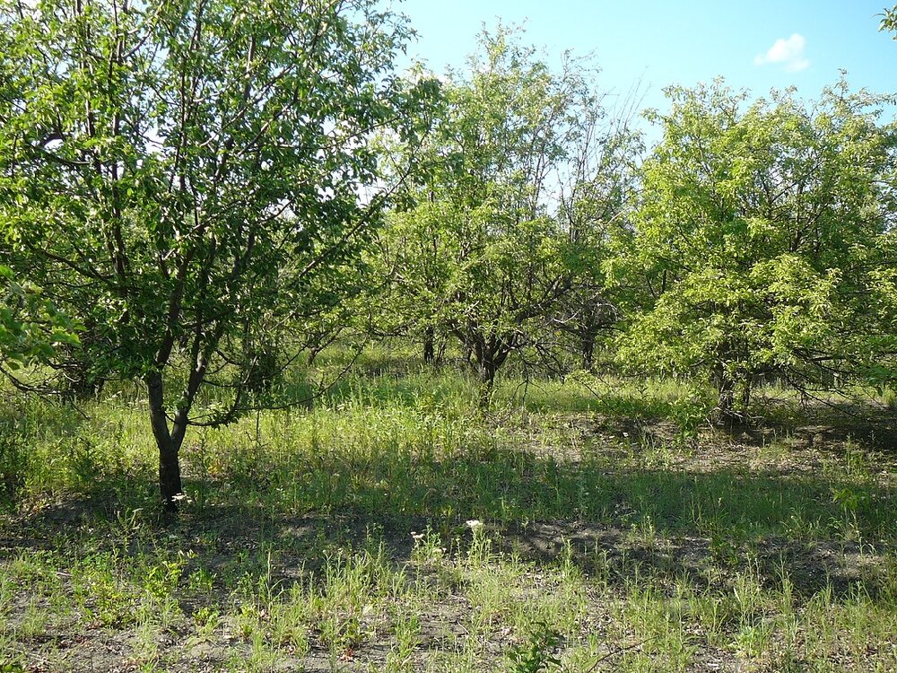 Село сады. Село Багаевка Яблоневый сад. Яблоневые сады Багаевка Саратов. Багаевка Саратов яблони. Заросший Яблоневый сад.