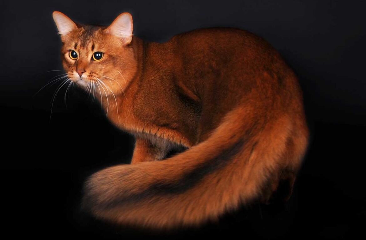 Сомалийская кошка. Яндекс картинки