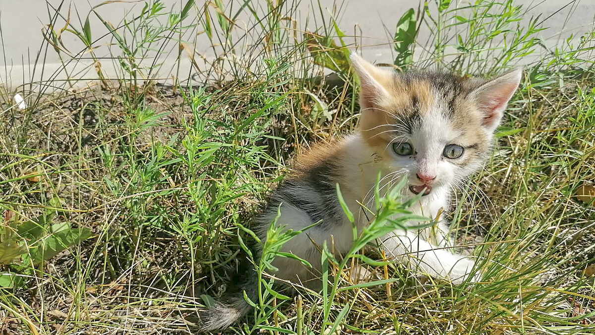 Котенок выполз к людям из травы.