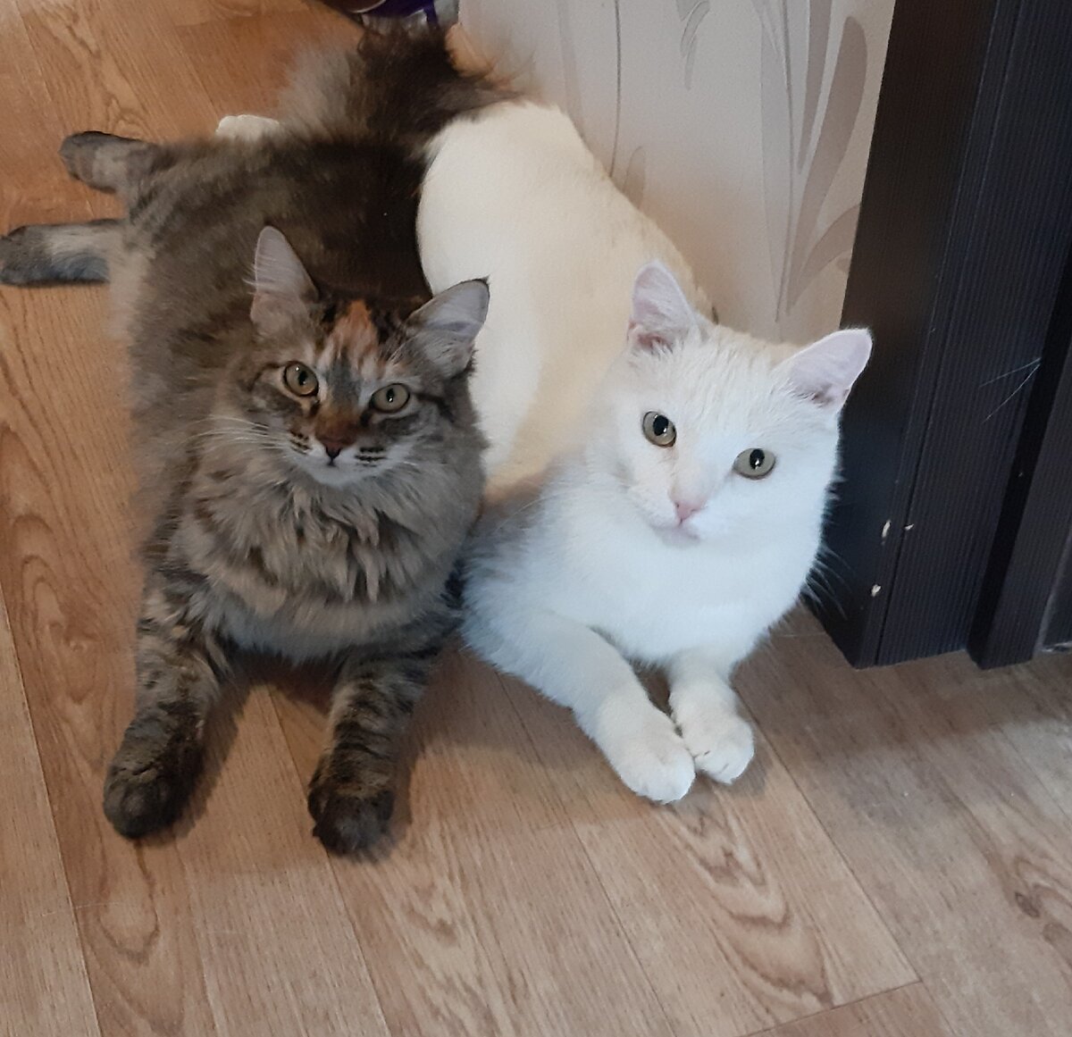 Виски и Батон