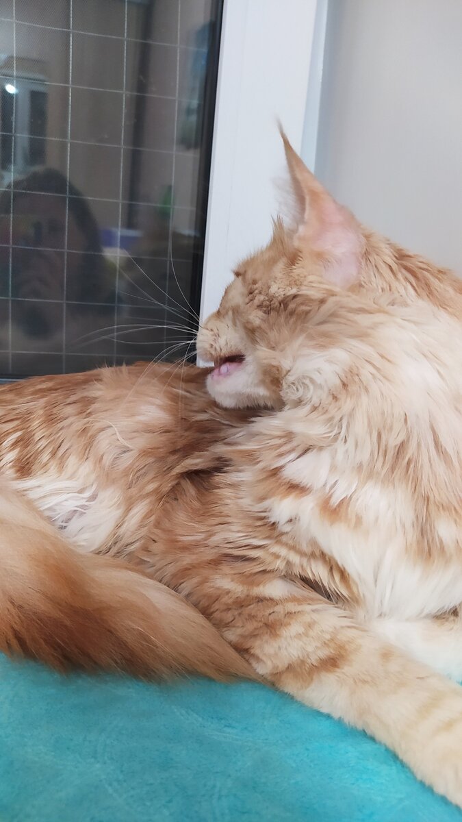 Моё рыжее смешное солнышко)