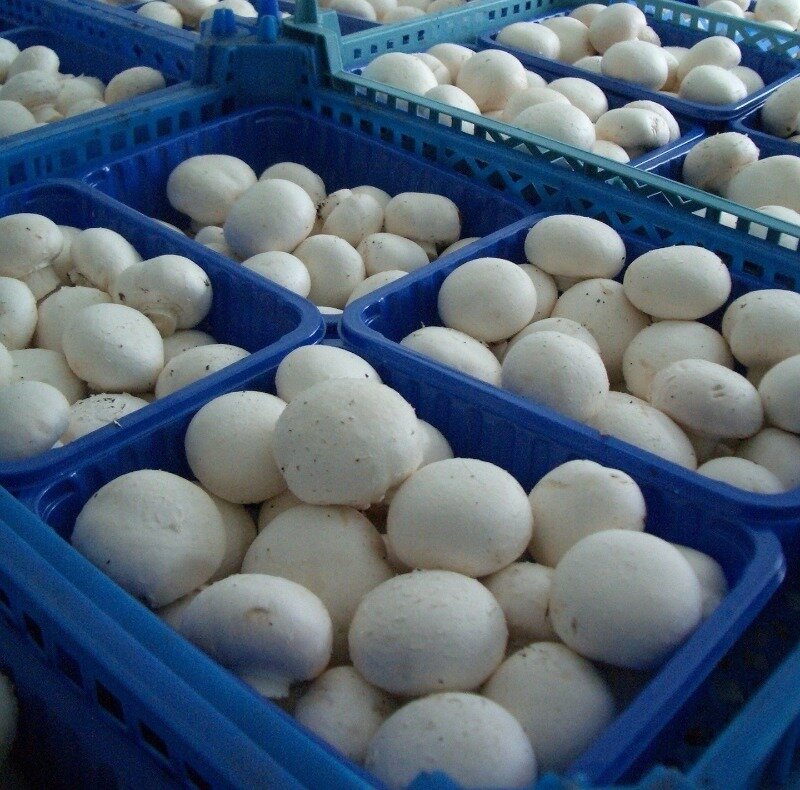 Источник фото pixabay.com