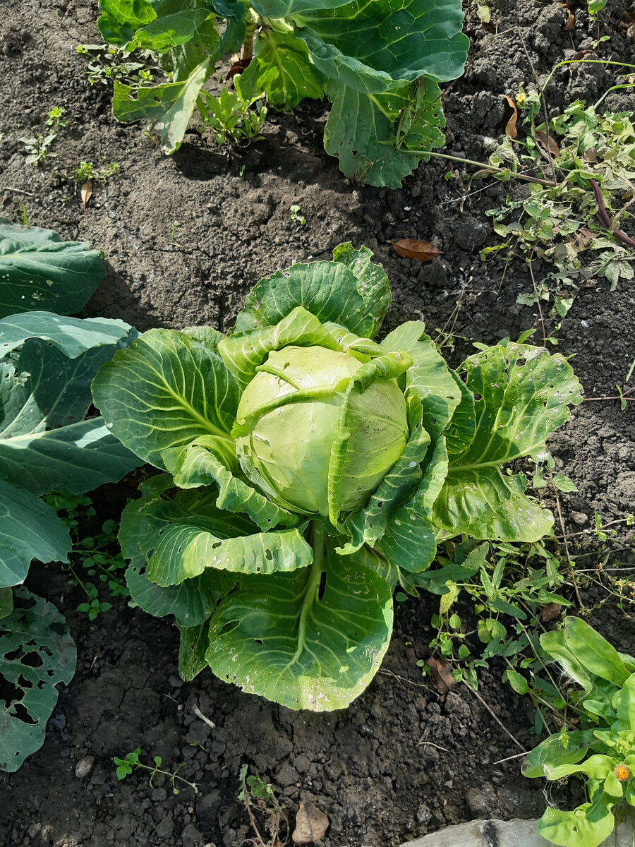 С собственного огорода, скажу я вам. Скоро, скоро наступит пора заготовки.