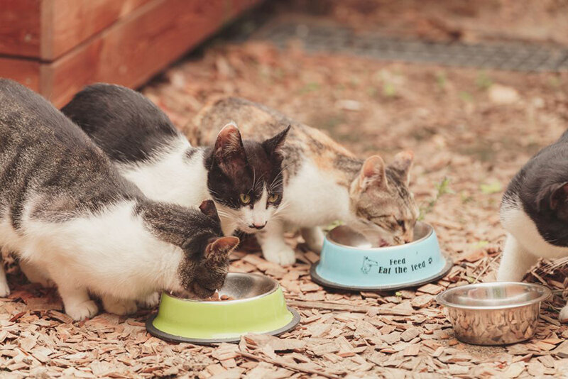 Бродячие кошки обедают в деревенской школе