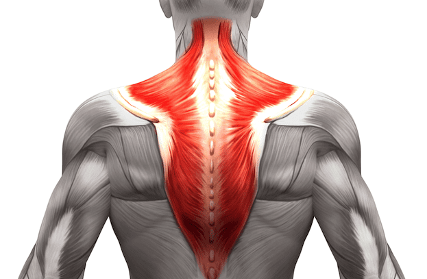 Трапециевидные мышцы фото