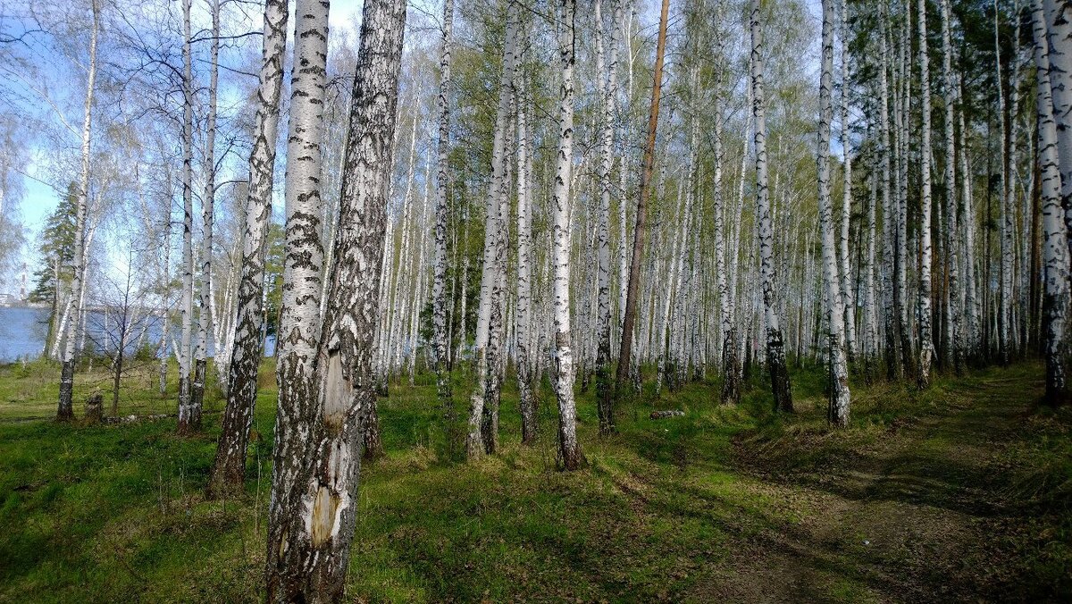 История нашей читательницы: лебединая песня по-беличьи