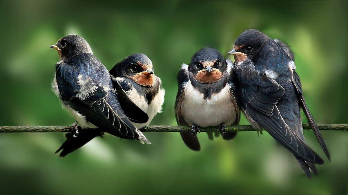 Yandex Картинки