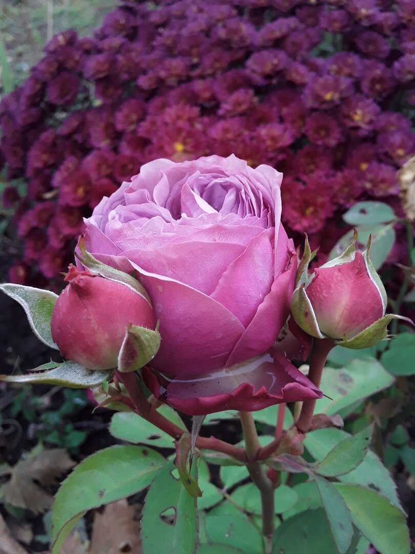 Роза патио, сорт Lavender Ice