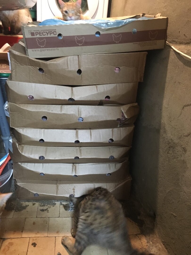 субпродукты для животных