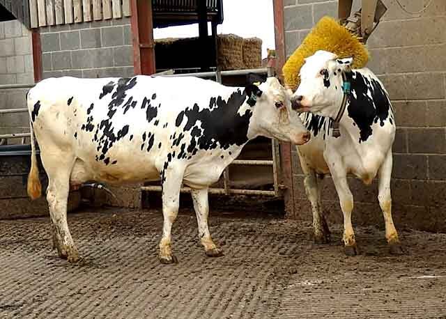 Свыше 300 лет назад была выведена голландская порода коров (она же фризская), относящаяся к молочному направлению животноводства.-2