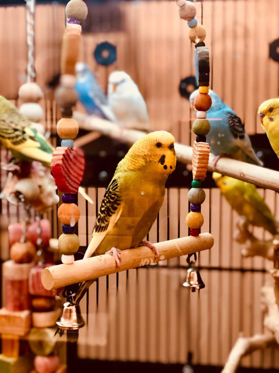 Игрушки для попугая