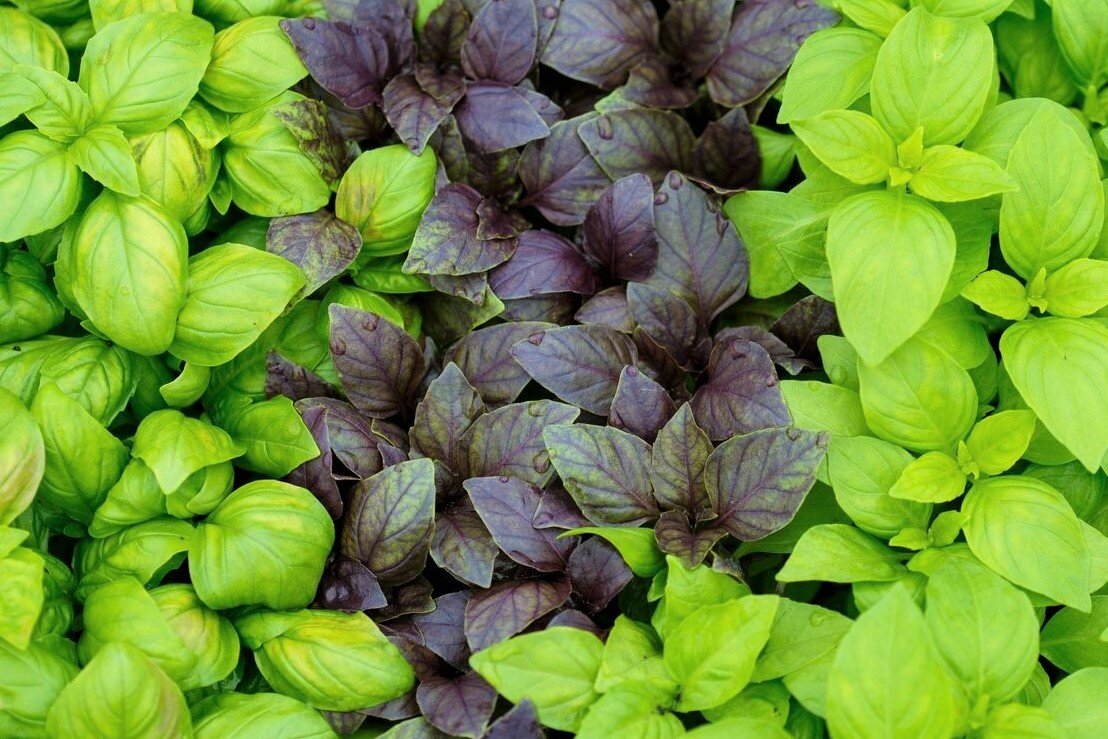 Выращивание базилика в горшке