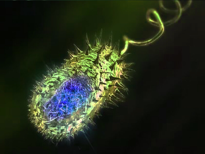 Холерный вибрион. Фото взято из открытых источников в интернете