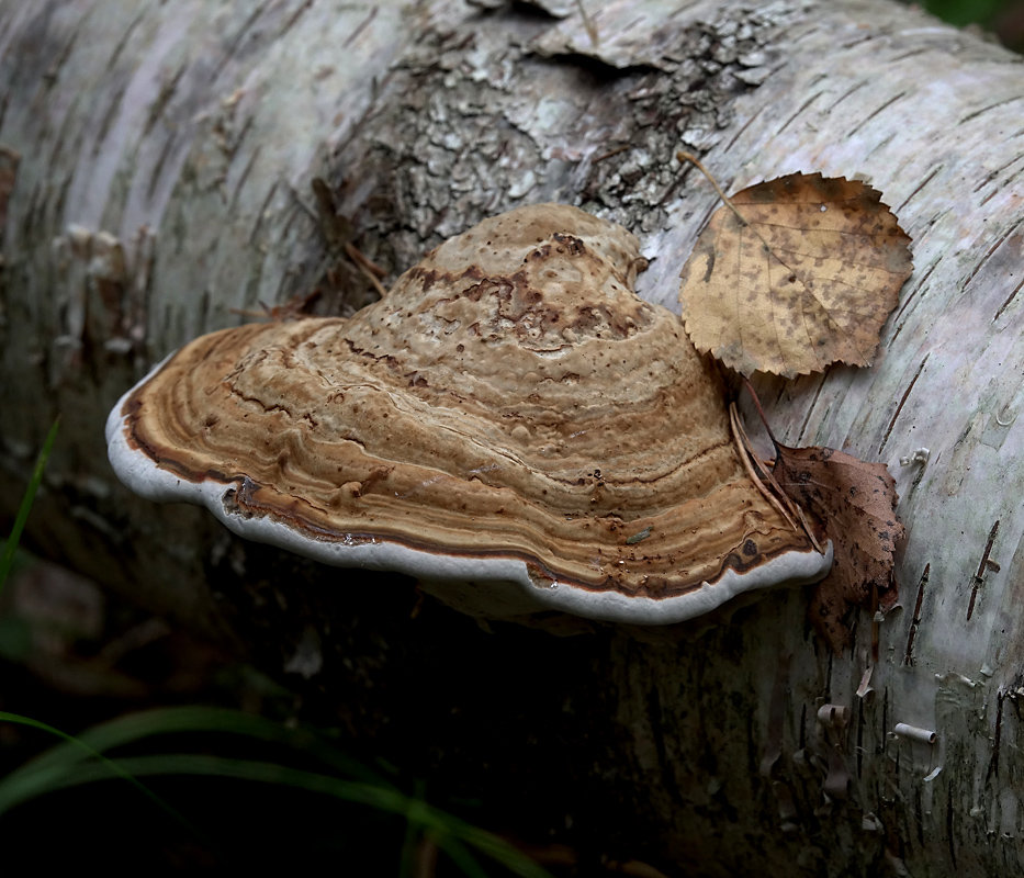 Так выглядит гриб трутовик