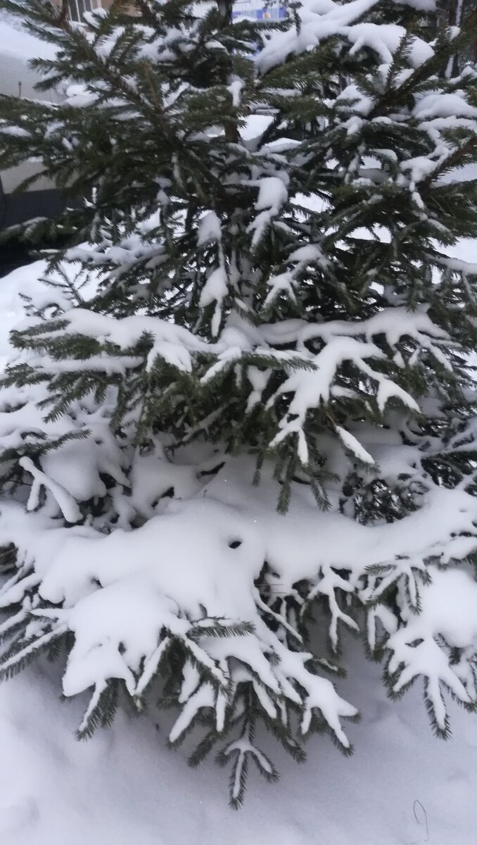 А эта елочка растет у нас во дворе в городе, иногда ее наряжают на Новый Год