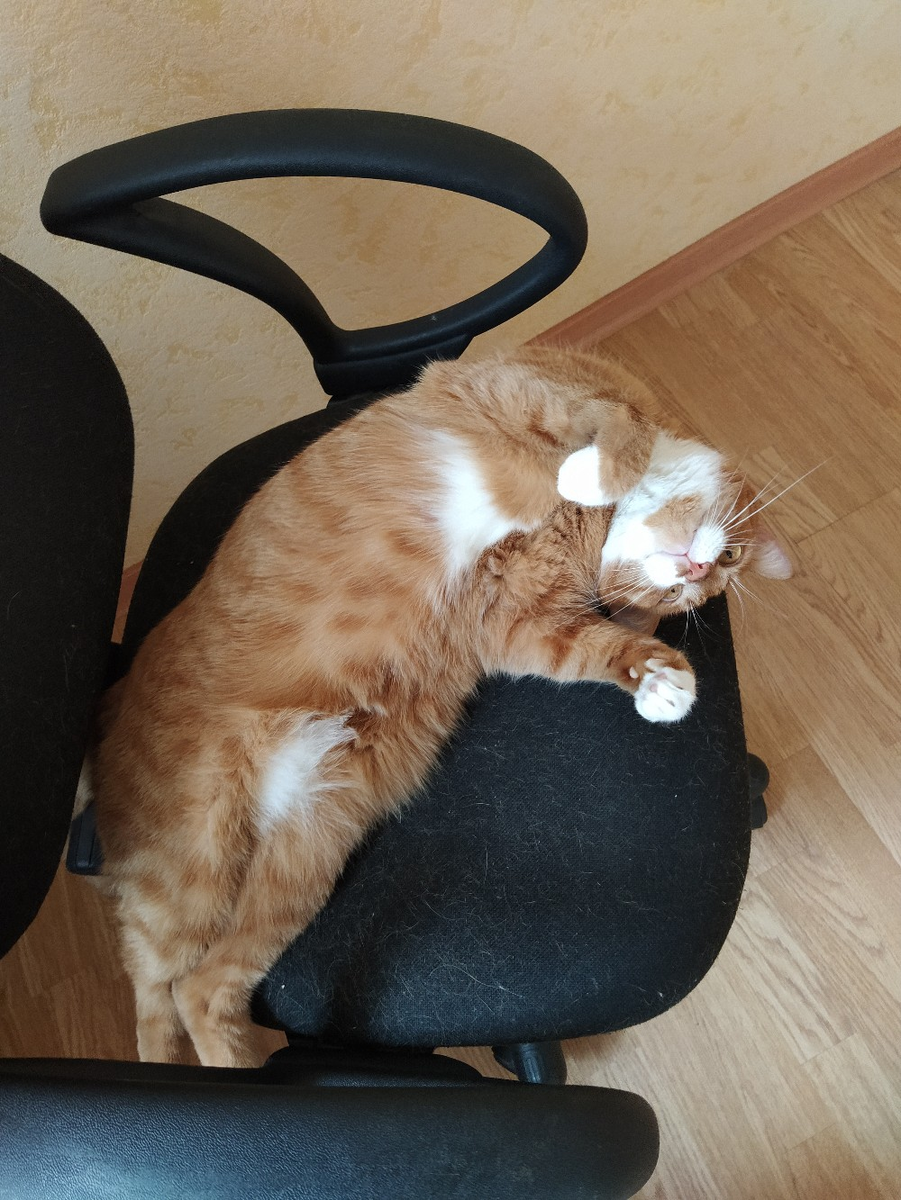 Кот Торт. Инструкции по применению в комплекте не было. 