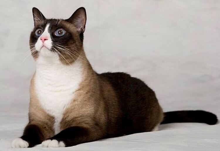 Что вы знаете про восточных кошек? История породы и их разновидности.