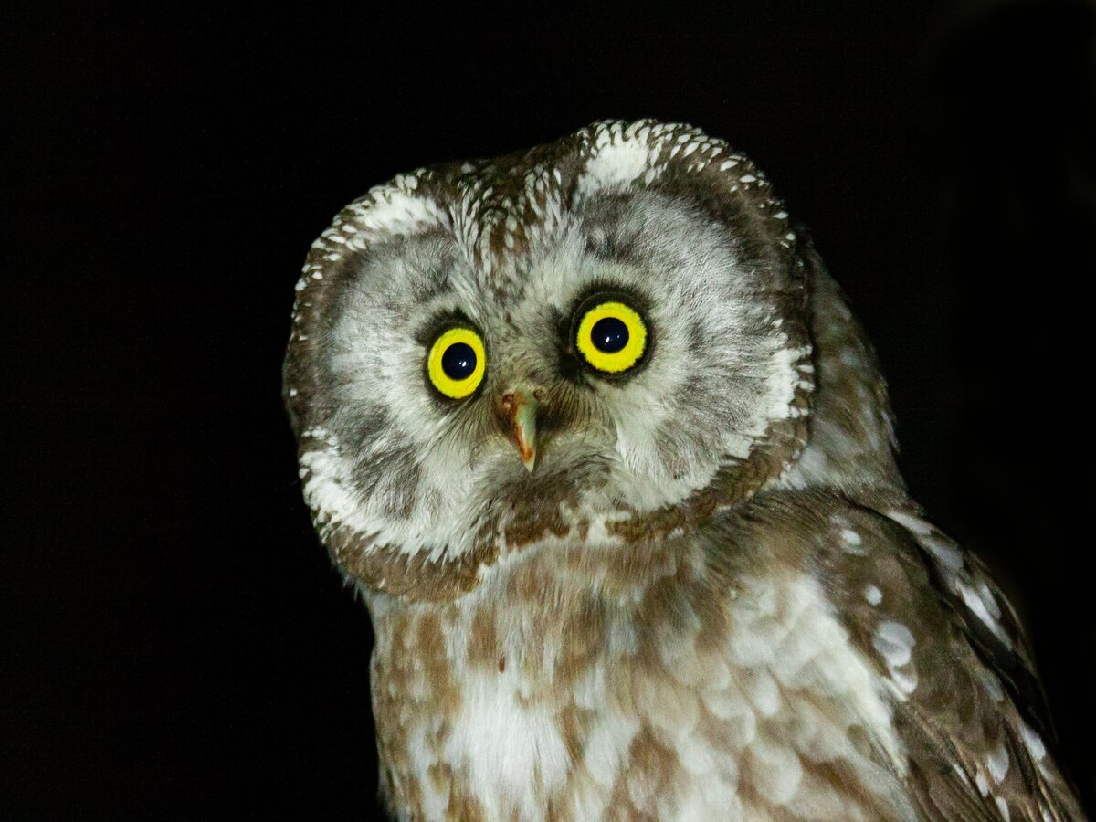 Фото автора. На клюве - следы недавней трапезы.