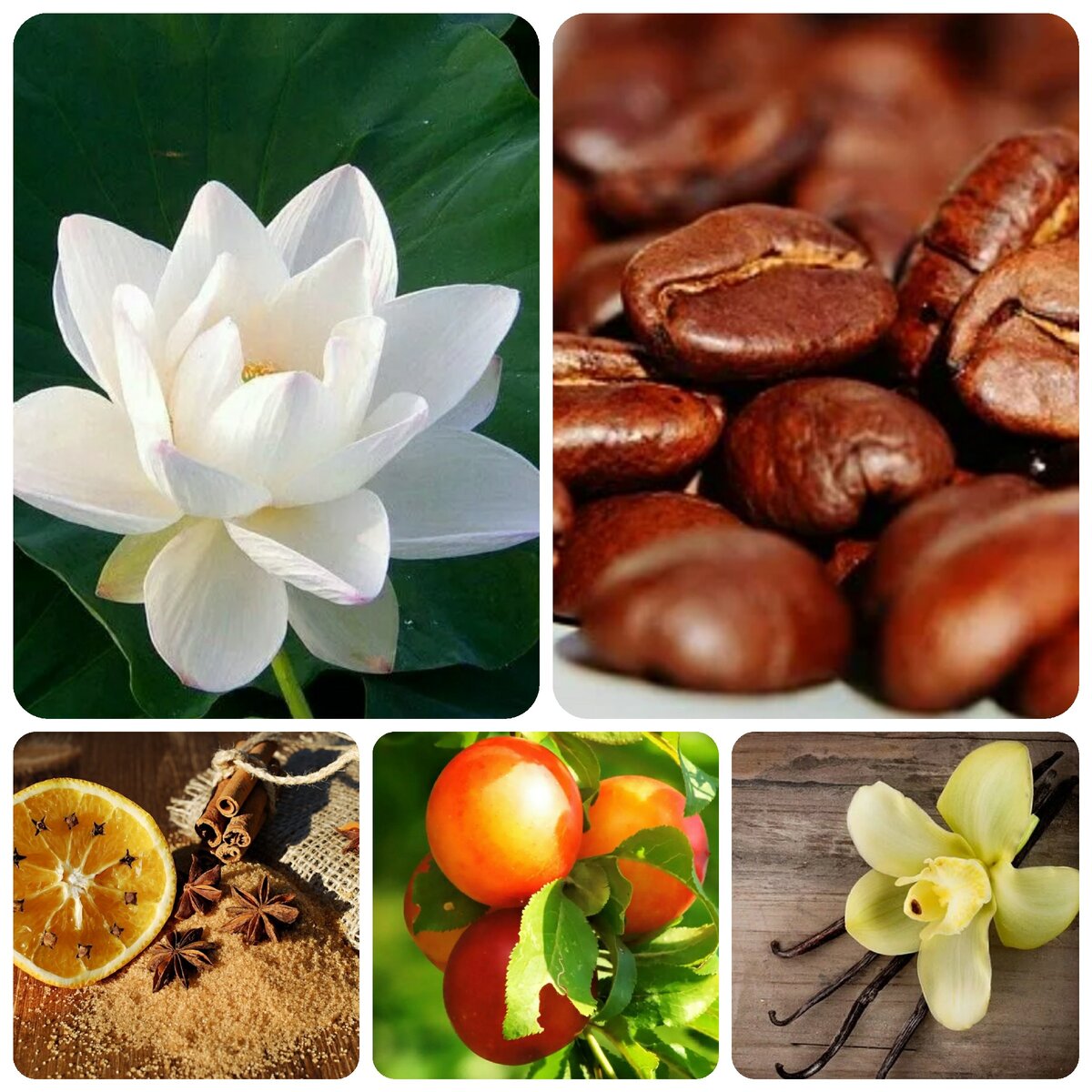 В моем идеальном аромате обязательно будут эти ноты. Солнечные мандарины - как символ неиссякаемого оптимизма, белый лотос - дающий мою любимую ноту акватики, кофе, конечно же. Ваниль - как олицетворение женственности и мягкости, семейного уюта, и специи - куда же без перчинки?